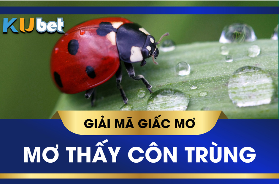 KUBET GIẢI MÃ GIẤC MƠ THẤY CÔN TRÙNG