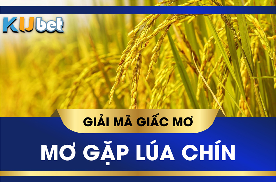 Nằm mơ thấy gặt lúa chín có phải điềm báo tài lộc? Đánh số gì